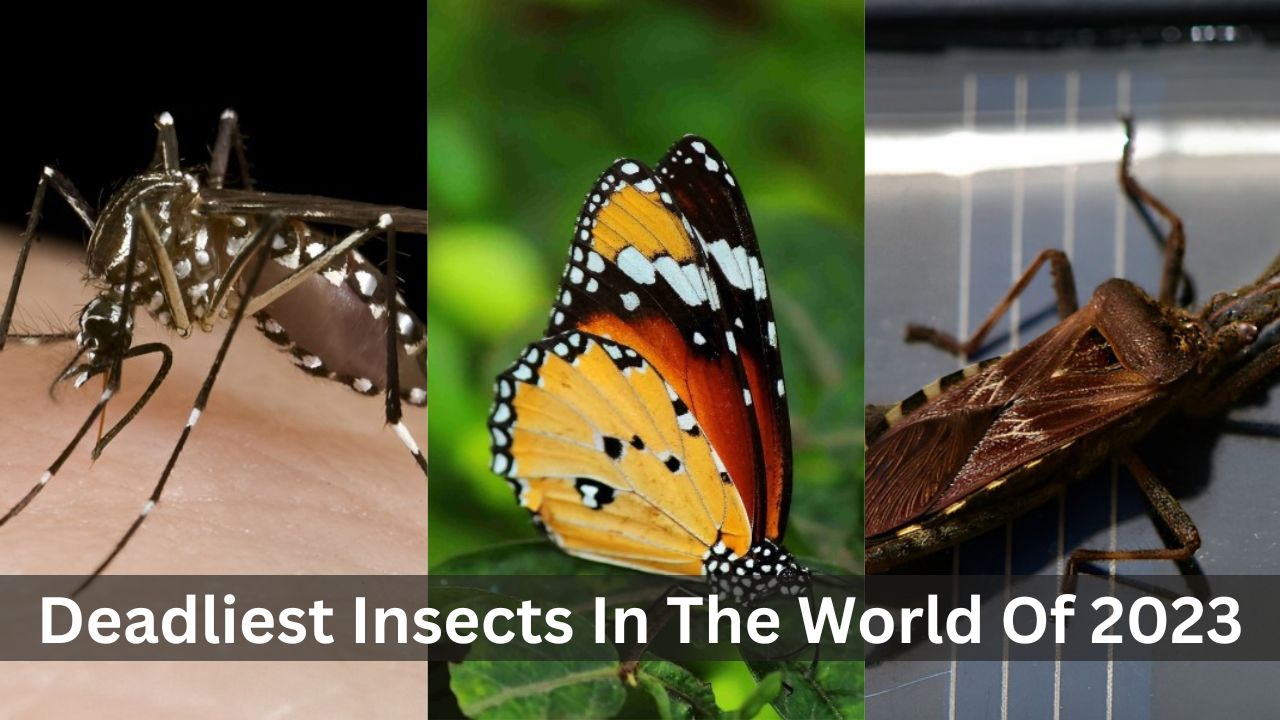 top 10 deadliest insects in the world of 2023