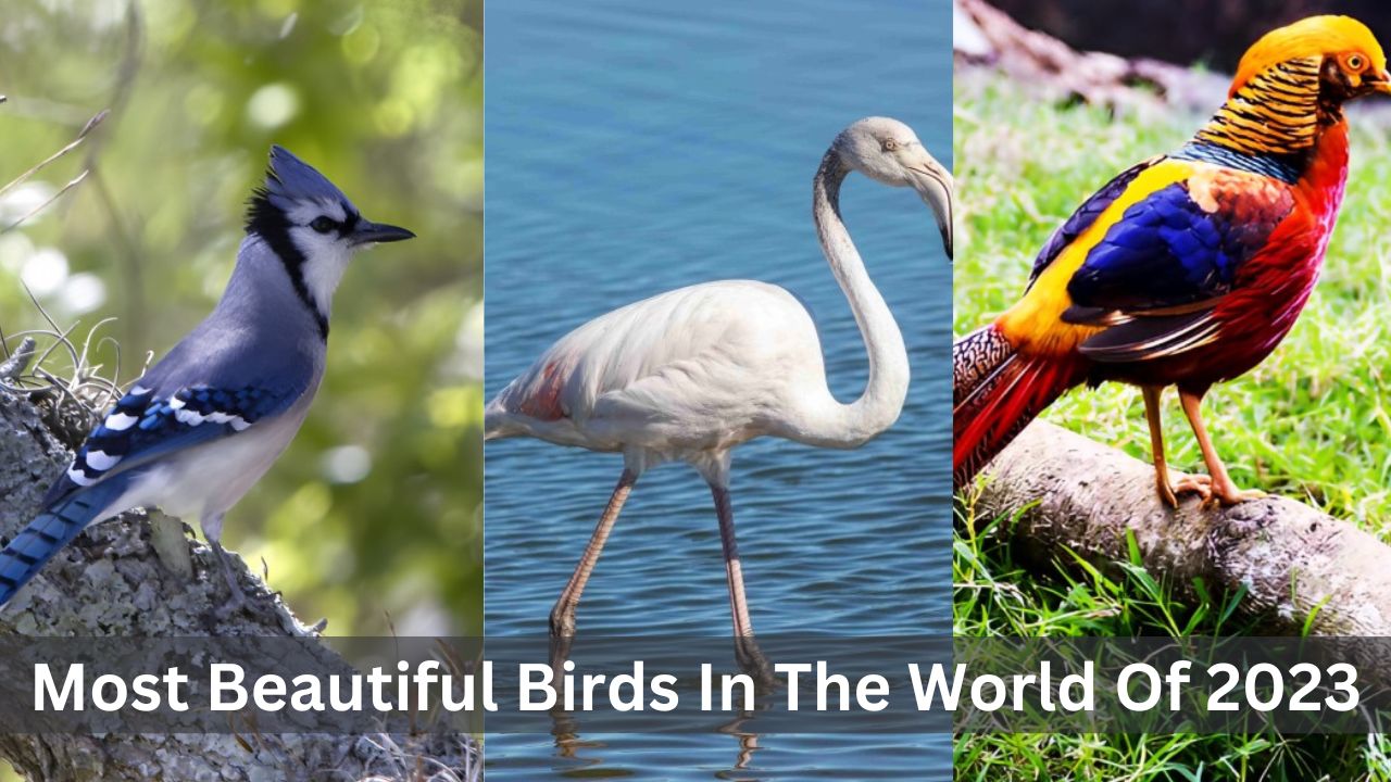top 10 most beautiful birds in the world of 2023