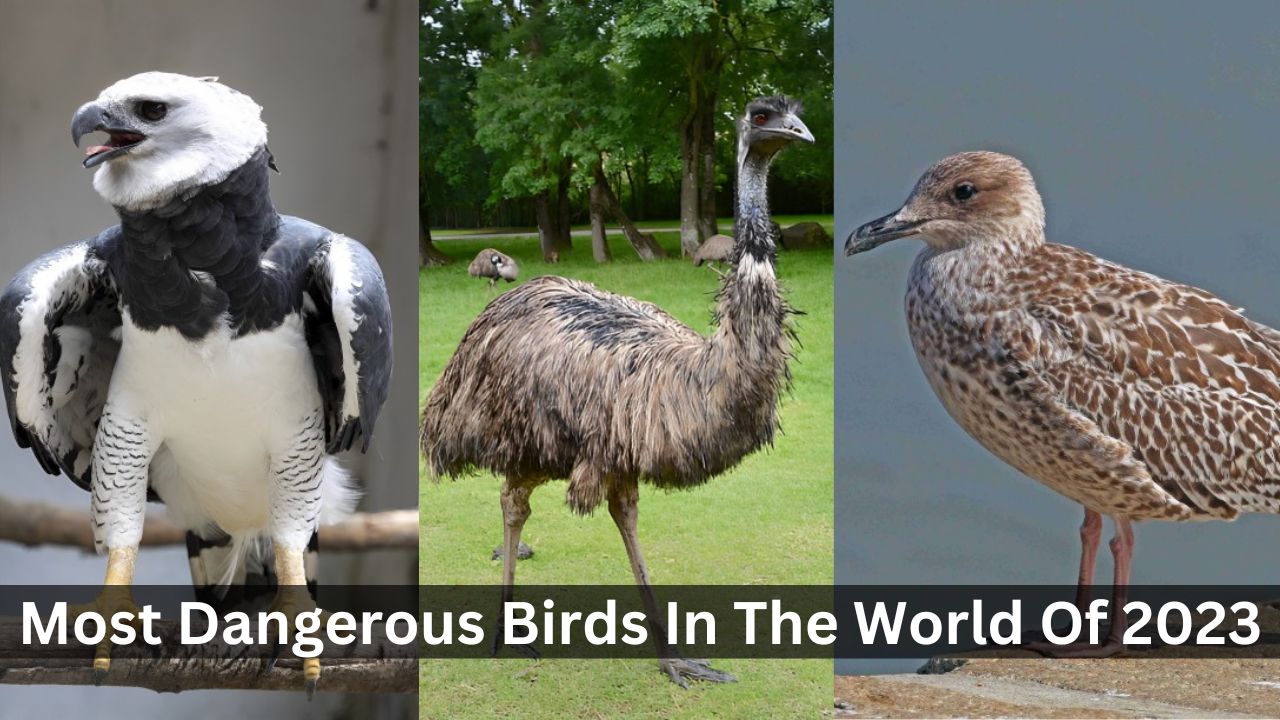 top 10 most dangerous birds in the world of 2023