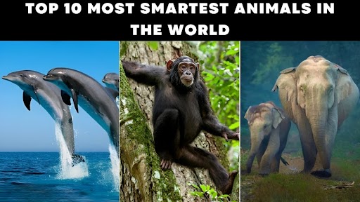 Smartest Animals