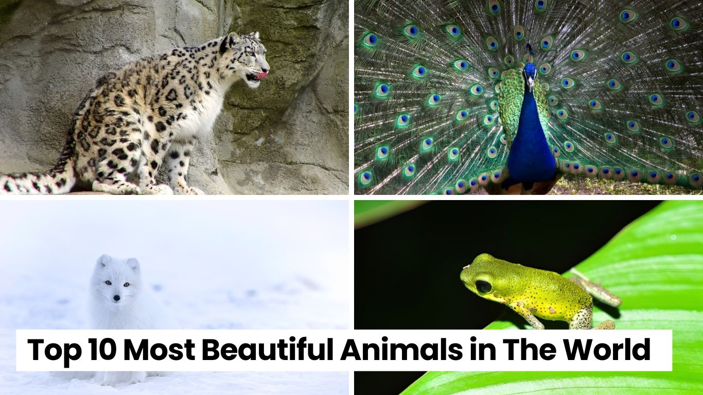 Top 10 Most Beautiful Animals in The World
